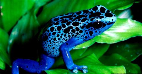 Rainforest Frogs Amazing Wallpapers