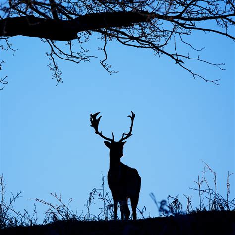 How To Avoid Deer At Night Progressive