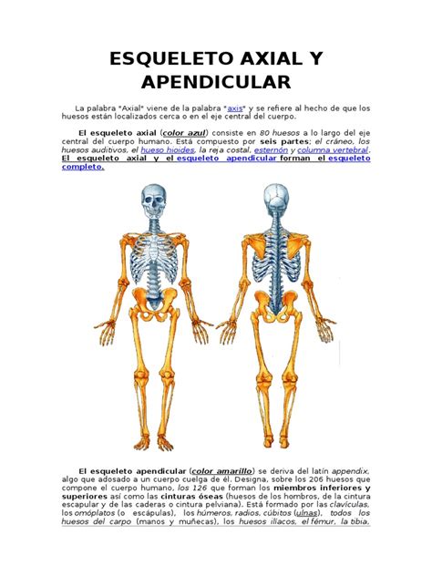 Esqueleto Axial Y Apendicular Abstractor