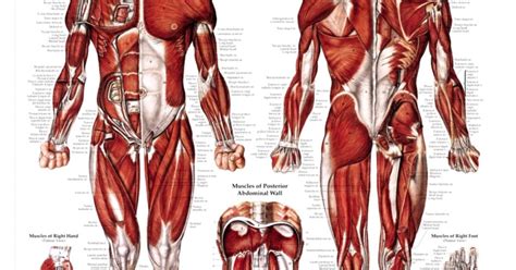 The muscular system creates body heat and also moves the: Muscle Anatomy Chart | HD Wallpapers Plus