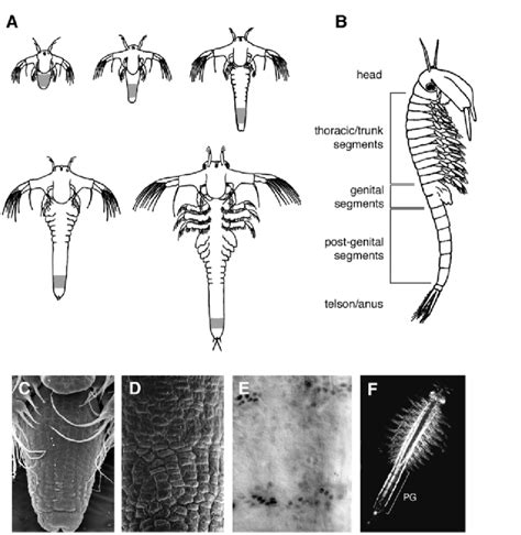 Larval Development And Establishment Of The Body Plan In Artemia A Download Scientific