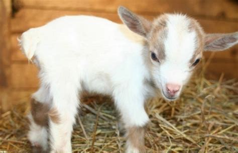 Goat Cute N Tiny