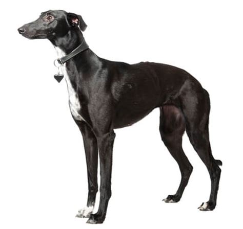 Whippet Dog Breed Information Purina
