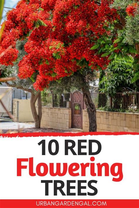 10 Beautiful Red Flowering Trees Urban Garden Gal