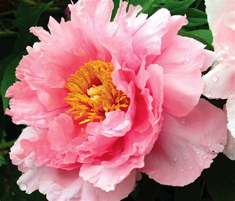 Pretty Peony Peony Flower Pictures Flowers Pink Flowers