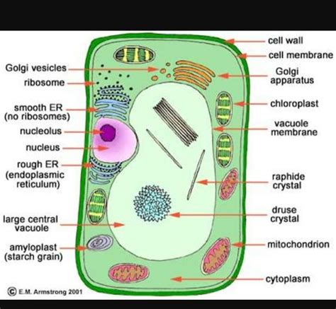 Plant Cell Diagram Not Labeled