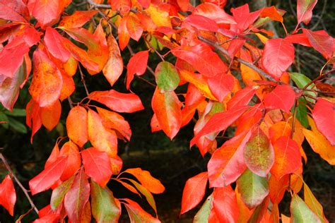 Orange and red autumn leaves | Autumn leaves, Color, Plants