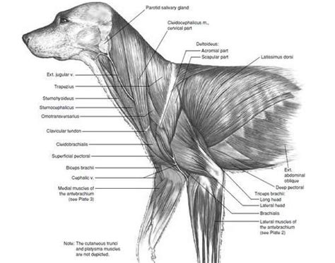 Pin On Animal Anatomy