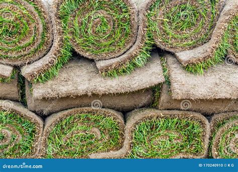 Close Up Details Stacks Of Green Fresh Rolled Lawn Grass On Wooden