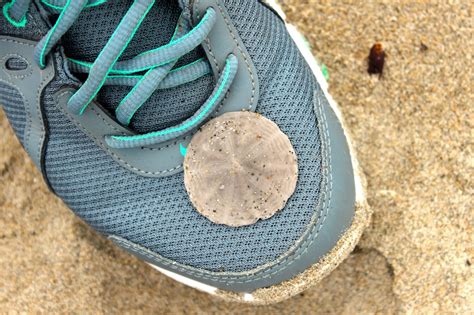 Remains Of The Day Beach Combing