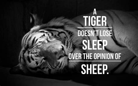 A Tiger Doesnt Lose Sleep Over The Opinion Of Sheep Empowering