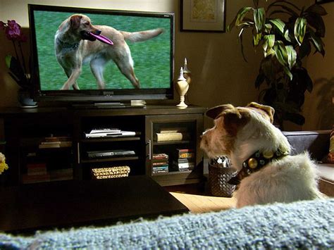 Image Result For Dog Watching Tv Funny Animals Cute Funny Animals