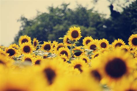 Sunflower Desktop Wallpapers Top Free Sunflower Desktop