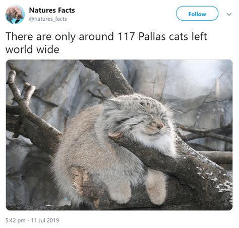 Pallas Cat Meme