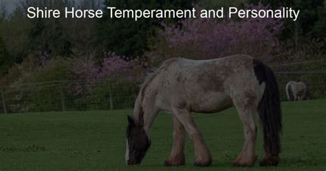 Shire Horse Temperament And Personality Horse With A Name