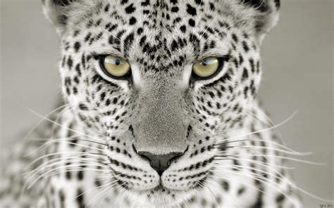 White Leopard Wallpapers Wallpaper Cave