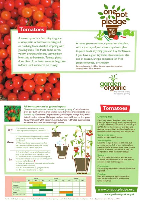 Growing Tomatoes In A Pot Teacher Guide Organic Gardening