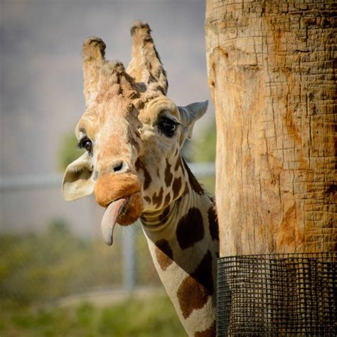 22 Hilarious Photos Of Animals Making Funny Faces