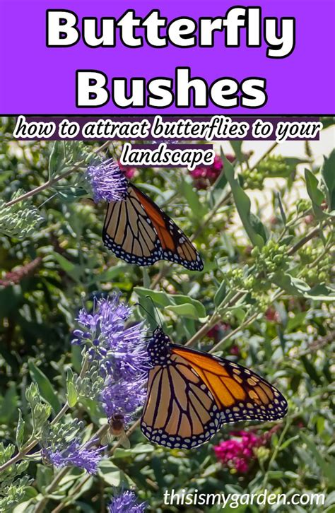 Growing Butterfly Bushes How To Plant Grow This Big Blooming Shrub