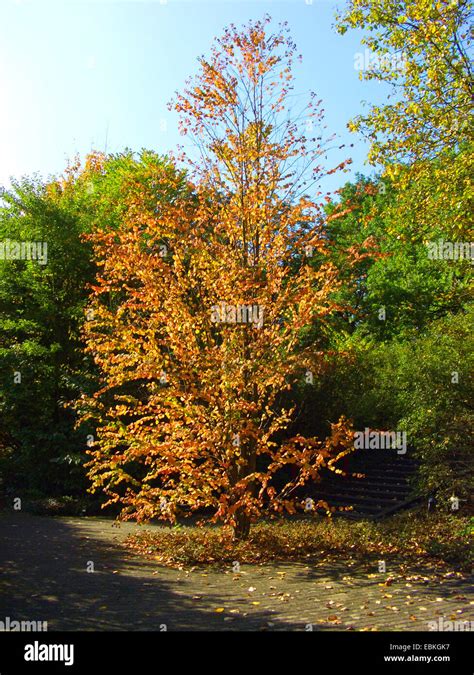 Katsura Tree Cercidiphyllum Japonicum Single Tree In Autumn Stock