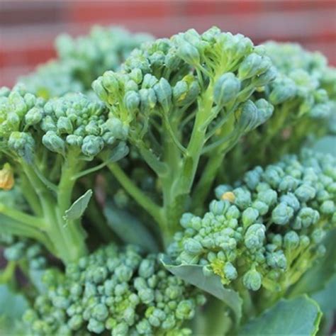 When And How To Harvest Broccoli Heirloom Gardener Harvesting
