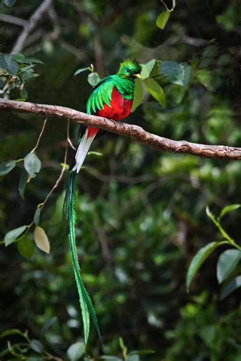 The Resplendent Quetzal Pharomachrus Mocinno Has Colorful Plumage On