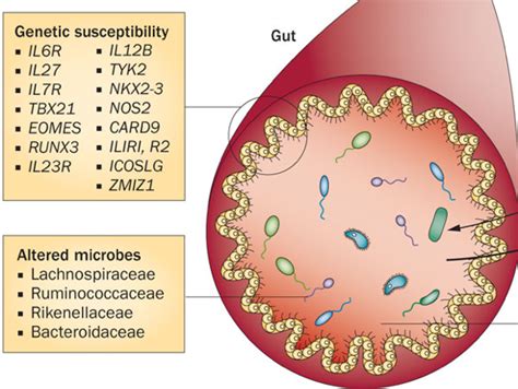 A Role For The Gut Microbiome In Immune Mediated Disease Australian