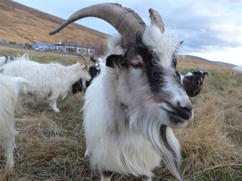 How The Icelandic Goats From Game Of Thrones Almost Went Extinct
