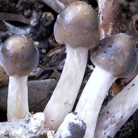 Psilocybin Mushrooms In Georgia All Mushroom Info