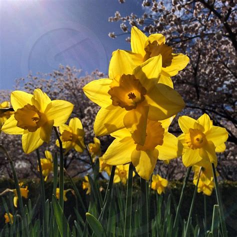 Daffodils And Cherry Blossoms Up Close In Springtime By Catherine