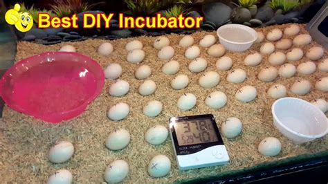 Diy Egg Incubator Rilopix