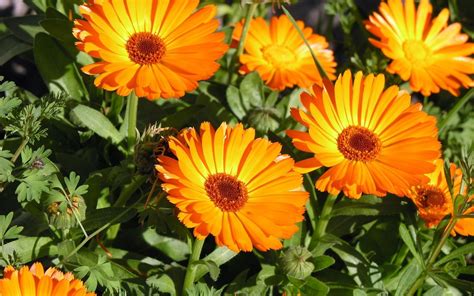 Plants that give off a show of early spring color are those that don't mind the cold. Flowers that Bloom in Winter | Calendula flower, Flower ...