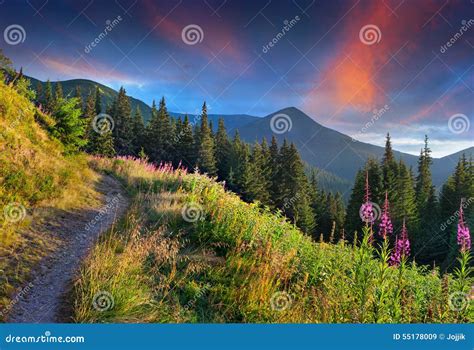 Colorful Summer Sunrise In Mountains With Pink Flowers Stock Image