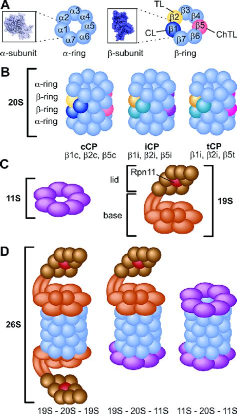 Proteasomes are part of a major mechanism by which cells regulate the concentration of particular. The proteasome. (A) α-and β-subunits are arranged in rings ...