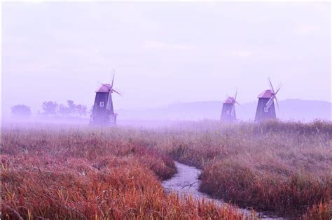 Picture Of Fog Field Windmills