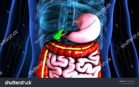 3d Illustration Human Internal Organ Gallbladder Stock Illustration