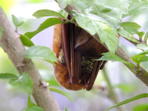 Western Red Bat Mammals Of The Kaibab National Forest · Inaturalist
