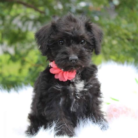 Schnoodle Mini Puppies For Sale Adopt Your Puppy Today Infinity Pups