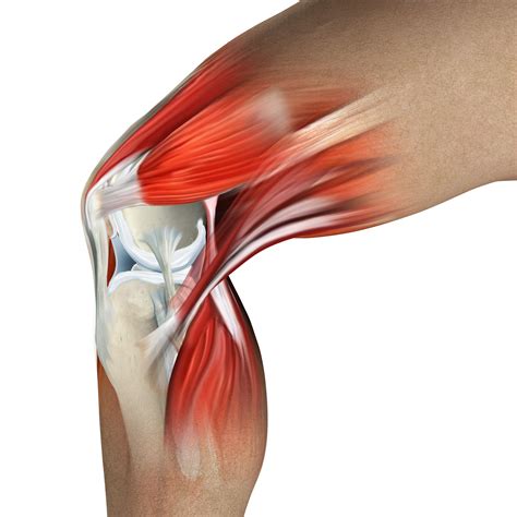 Learn its anatomy and function now at kenhub! What Is Causing Your Knee Pain?