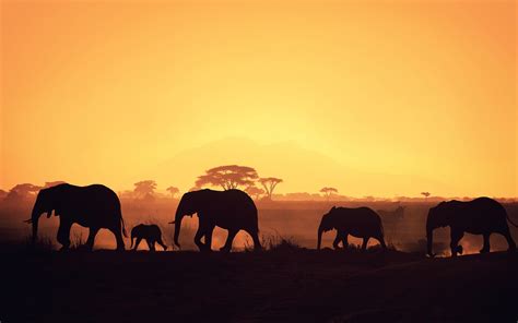 48 African Scenery Desktop Wallpaper Wallpapersafari