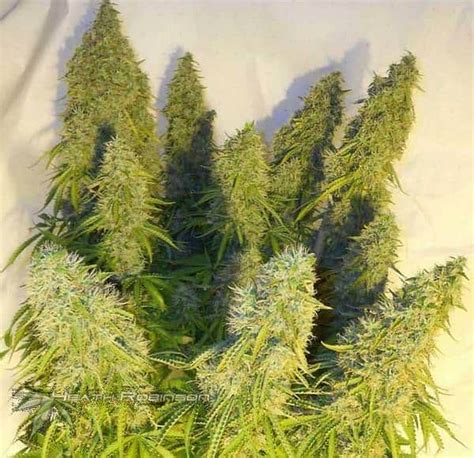What Is A F1 Hybrid Cannabis Genetics Explained Best Seed Bank