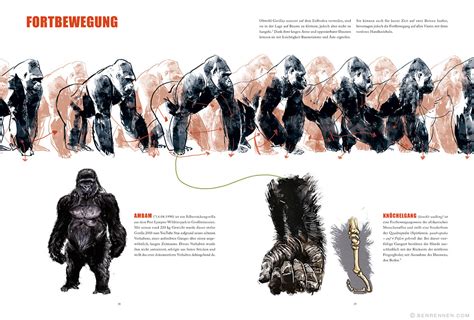Gorilla A Non Fiction Book About Gorillas On Behance