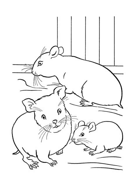 Cute Hamster Coloring Pages Printable Drivecolor