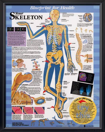 A Blueprint For Health Poster Showing The Skeleton And Skeletal Systems