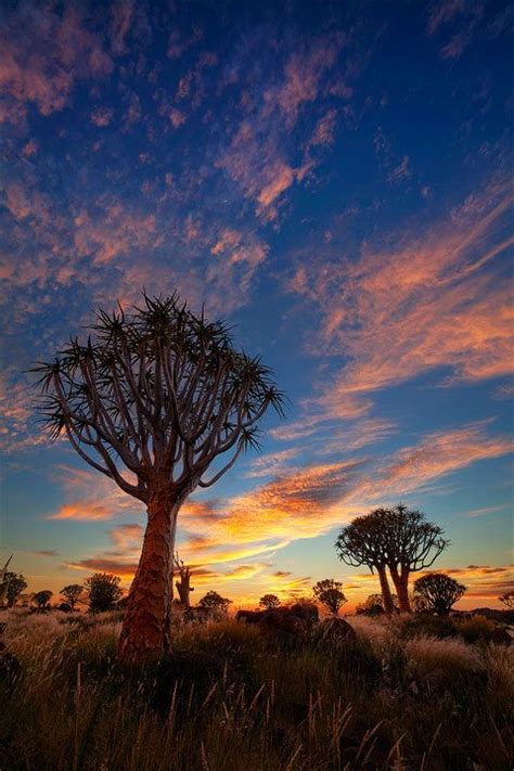 Where Is The Quiver Tree Forest In Namibia