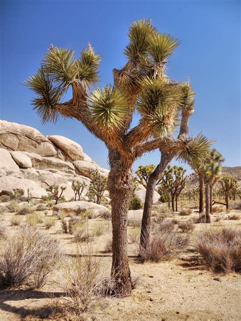 Joshua Tree National Park Mohave Desert California Usa Stock Photo