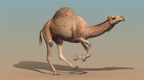 Camel Run Cycle Animation Youtube