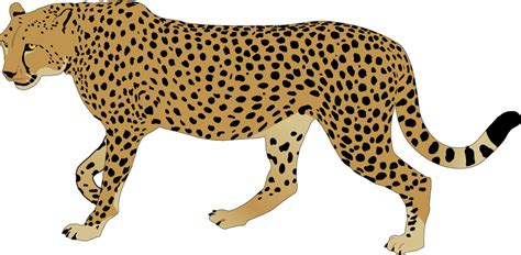 Draw with me the fastest animal in the world and learn how to draw a cheetah. Best Cheetah Clipart #15014 - Clipartion.com