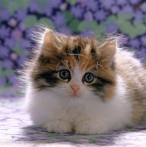 Cute Fluffy Calico Kitten Photo Wp16639
