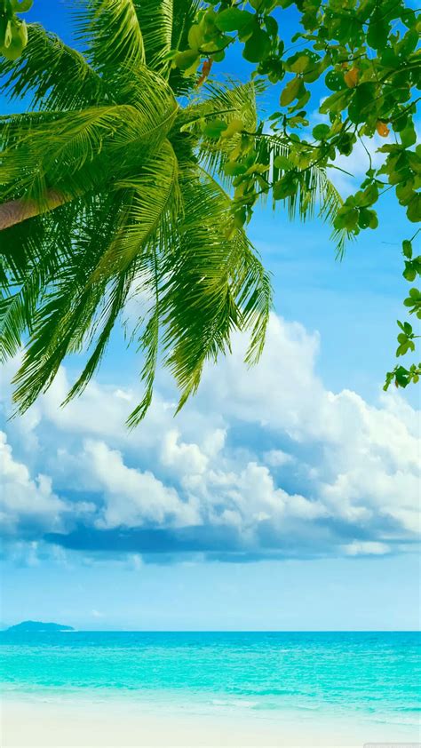 Tropical Beach Coconut Tree Iphone 6 Plus Hd Wallpaper Hd